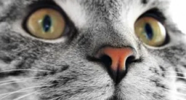 Какво трябва да има здрава котка и какъв е пациентът?